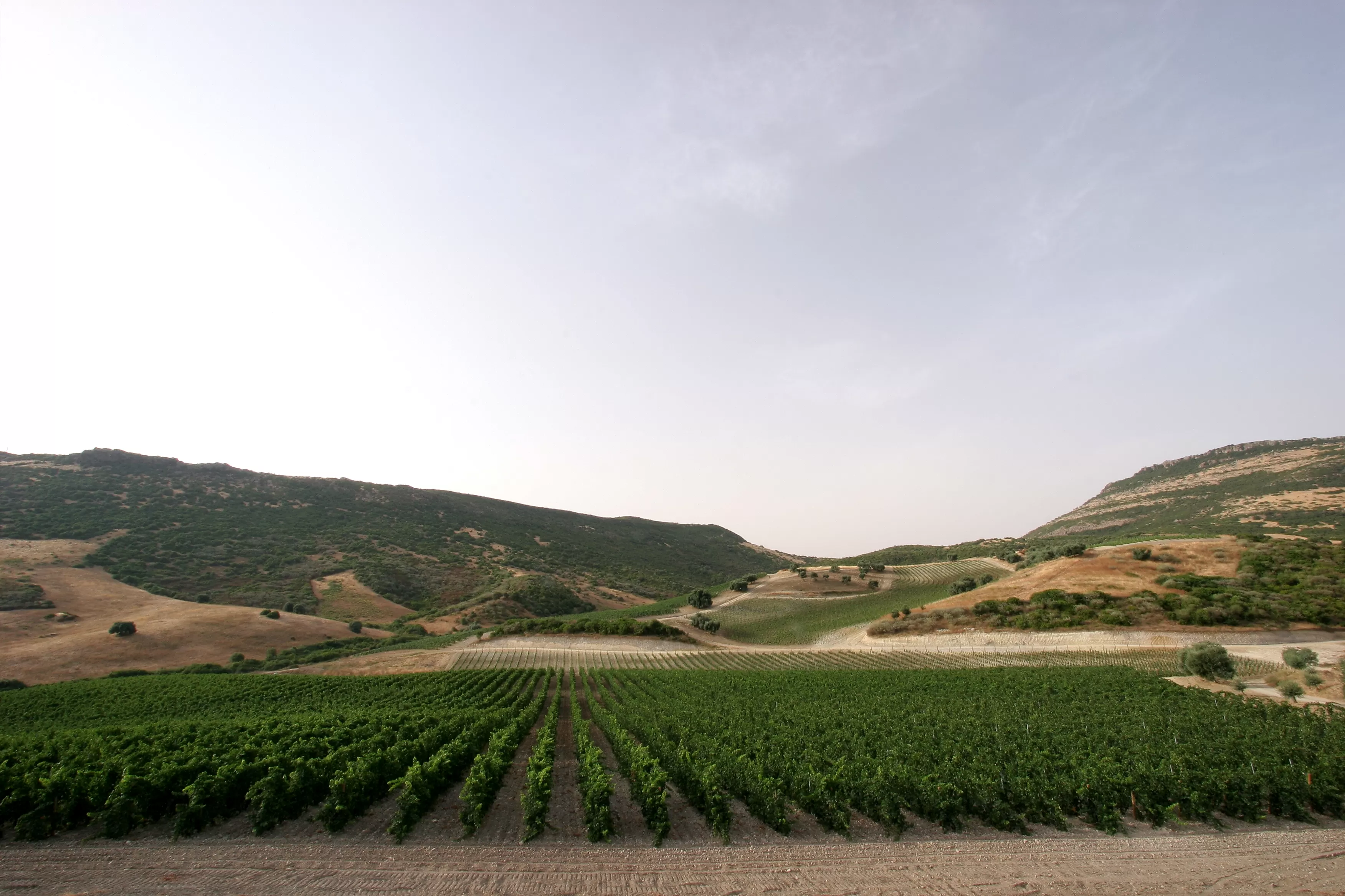 Le vigne che guardano il mare